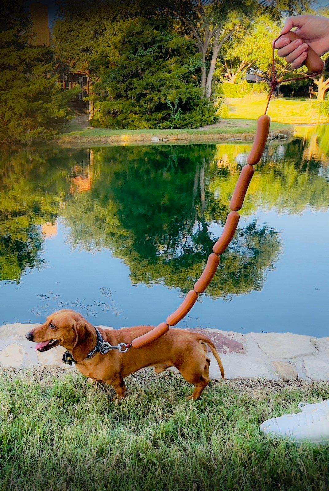 Wiener Leash - The Perfect Gift for Dachshund Lovers (With Free Shipping)